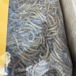 Dried Mealworms 9LB-High Protein Chicken Feed,More Protein,No Additives,Premium Organic Non-GMO,Rich in Protein Meal Worms for Chickens,Wild Birds,Lay