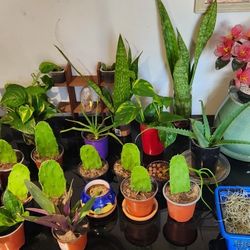 Cacti  Succulents Plants. $5 Each