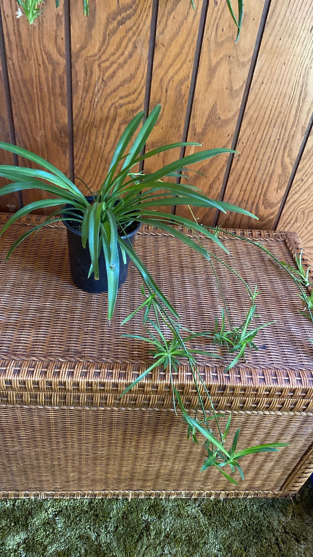 Spider Plants