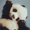 Panda Bear