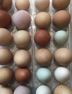 Organic Chickens Eggs 