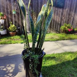 Suculenta In A Ceramic Pot 