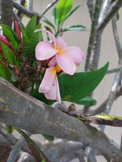 Pink plumeria & yellow plumeria