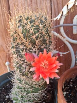 Cactus plant.