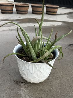 Aloe Vera