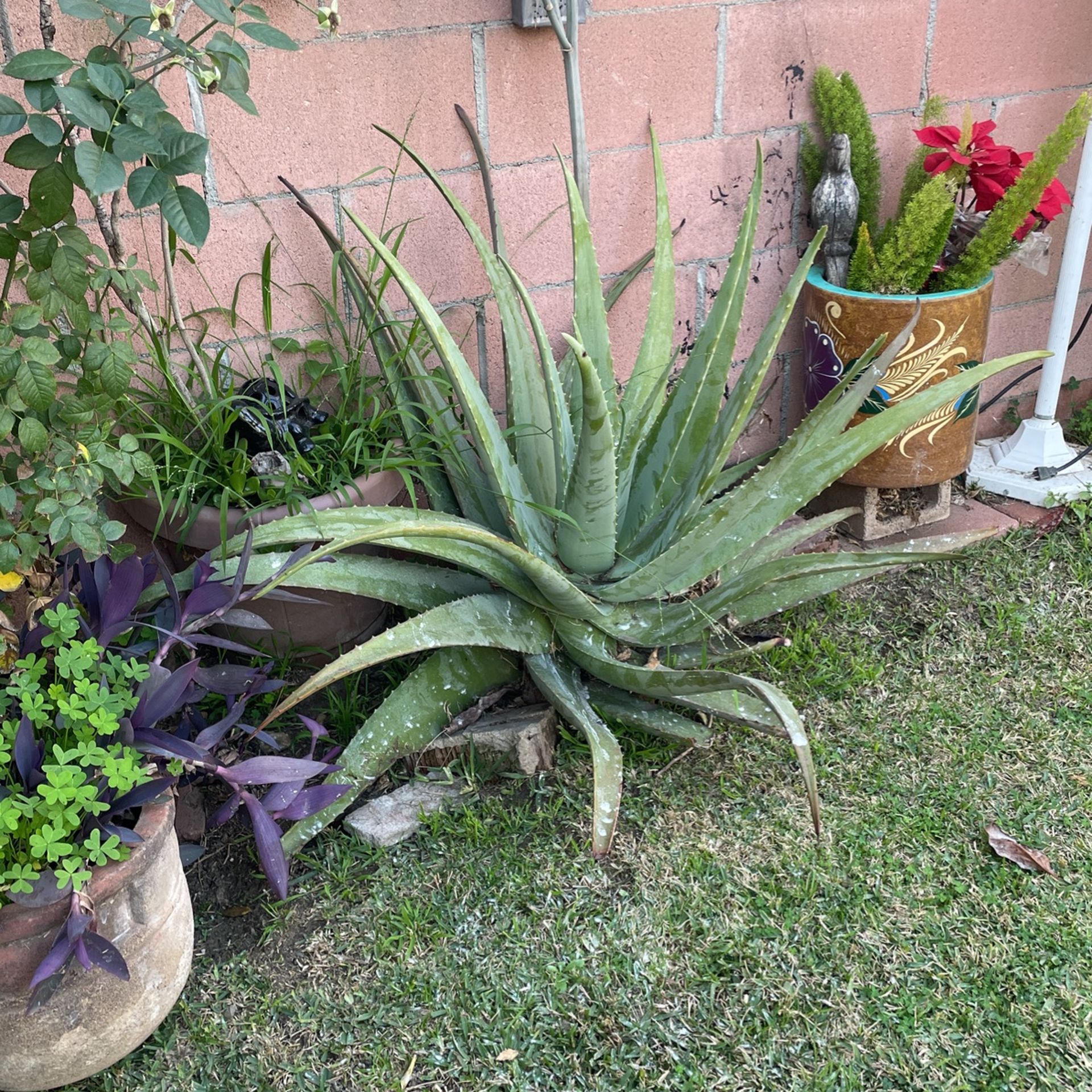 Large Aloe Vera Plants for Sale in Whittier, CA OfferUp