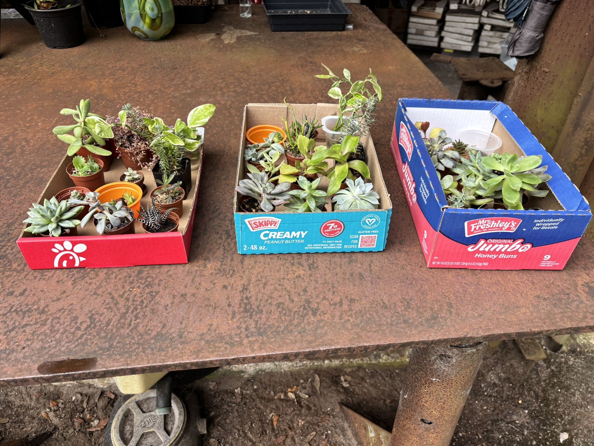 15 Clearance Plants For $10