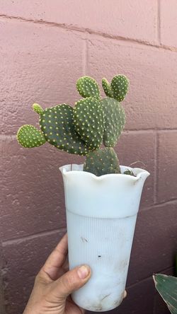 Planta captus