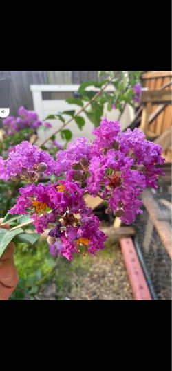 Plantas romero 🥑 menta Basil 🌿 flor morada