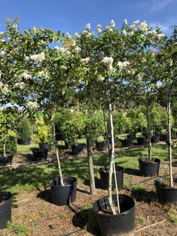 Crape Myrtle Single Trunk