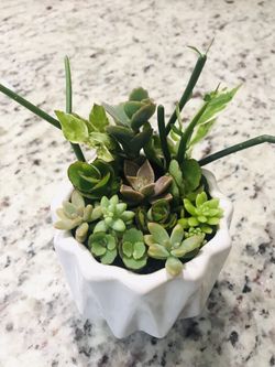 Succulent cactus arrangement flowers plants home decor