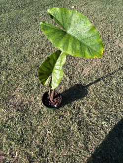 Alocasia