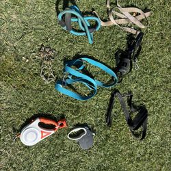Dog Leashes Collars Harnesses 