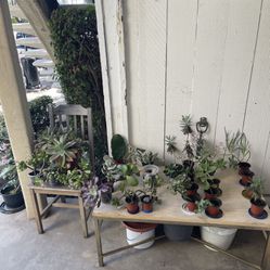 Huge Plants Sale!!! 🌵🌵🌵