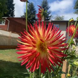 Karma bon Bini Potted Dahlias
