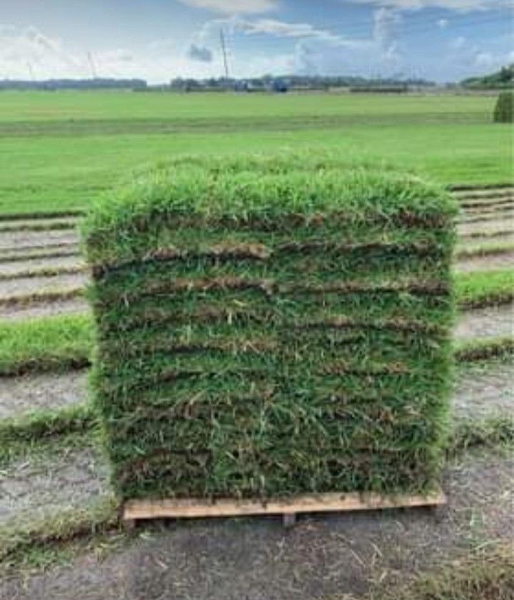 Fresh St. Augustine SOD☀️ $159.99