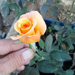 🌹Peach Rose Plant 