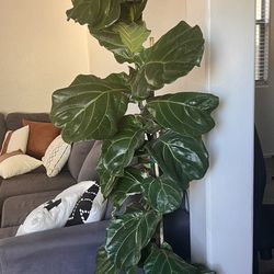 6 Foot Tropical Plant 