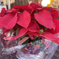 Christmas Plant