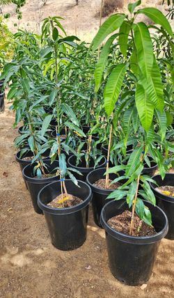 New vars 2026, 2027 Mango tree 15 gal