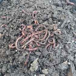 Compost Worm Bucket