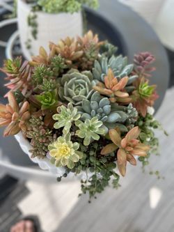 Succulents 12inch planter
