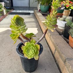 Aeonium succulent plant
