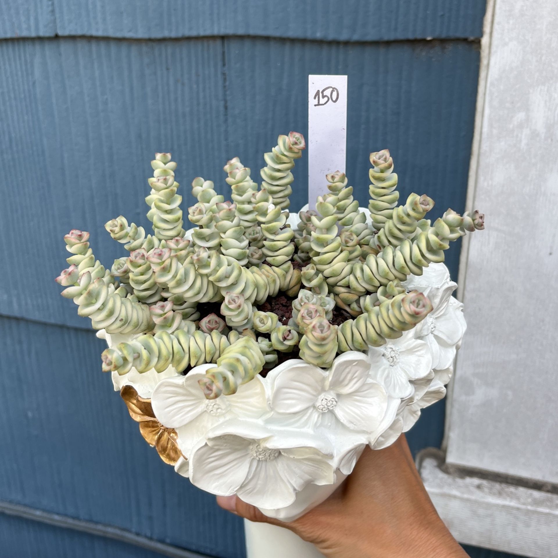 Pot And Succulents Imported On Sale