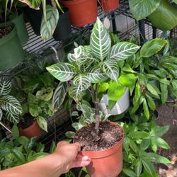 Zebra Plant