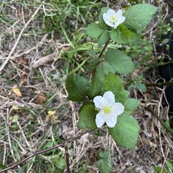 Blackberry cuttings 2 for $5