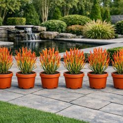 6  Pots Of Fire Sticks Plant In Terra-Cotta Pots