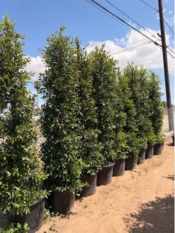 Indian Laurel ficus 25 gal 9 feet tall when planted