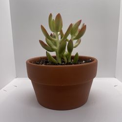 Adopt a Succulent – Premium Terracotta Pot 