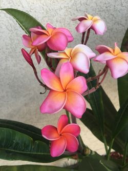 Fresh plumeria cuttings $5
