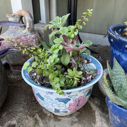 Sweet Succulent Arrangement In A Lovely  Pot