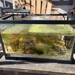5 gallon fish tank with plants