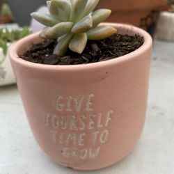 Small Succulent