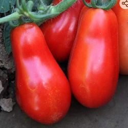 3x San marzano tomato Plants Ideal For Making Sauces 2ft Tall 1 Gal. Plant With Fruits