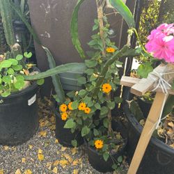 Dragon Fruit Plant with Flower Vine Plant 