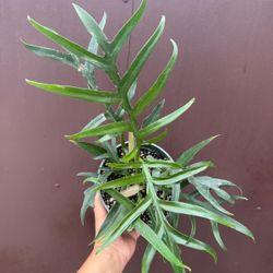 6” philodendron tortum wide form