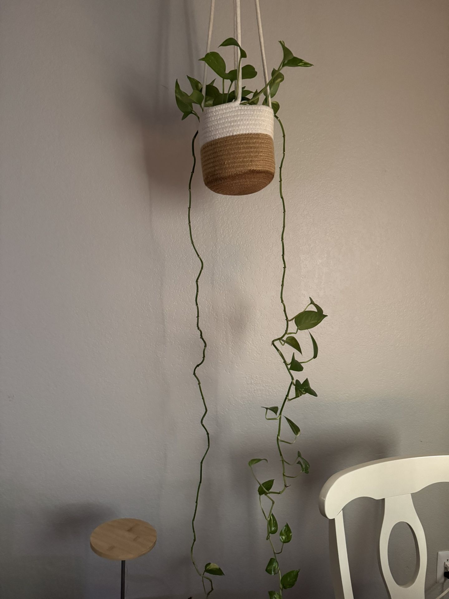 Pothos Plants (6)