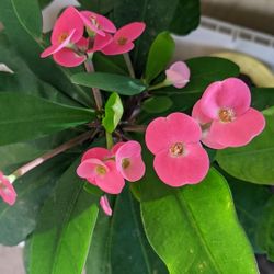 Plant Crown Of Thorns $15