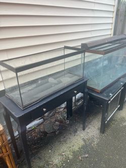 Lot of fish tanks