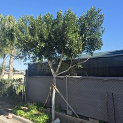 Indian Laurel Shade Tree