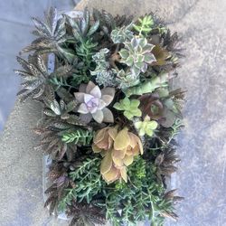 Tray of miniature succulents