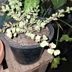 Variegated Good Luck Tree 