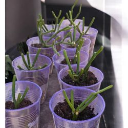 Pencil Cactus Rooted Seedlings