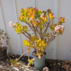 Plant With Pot 10 Years Old 