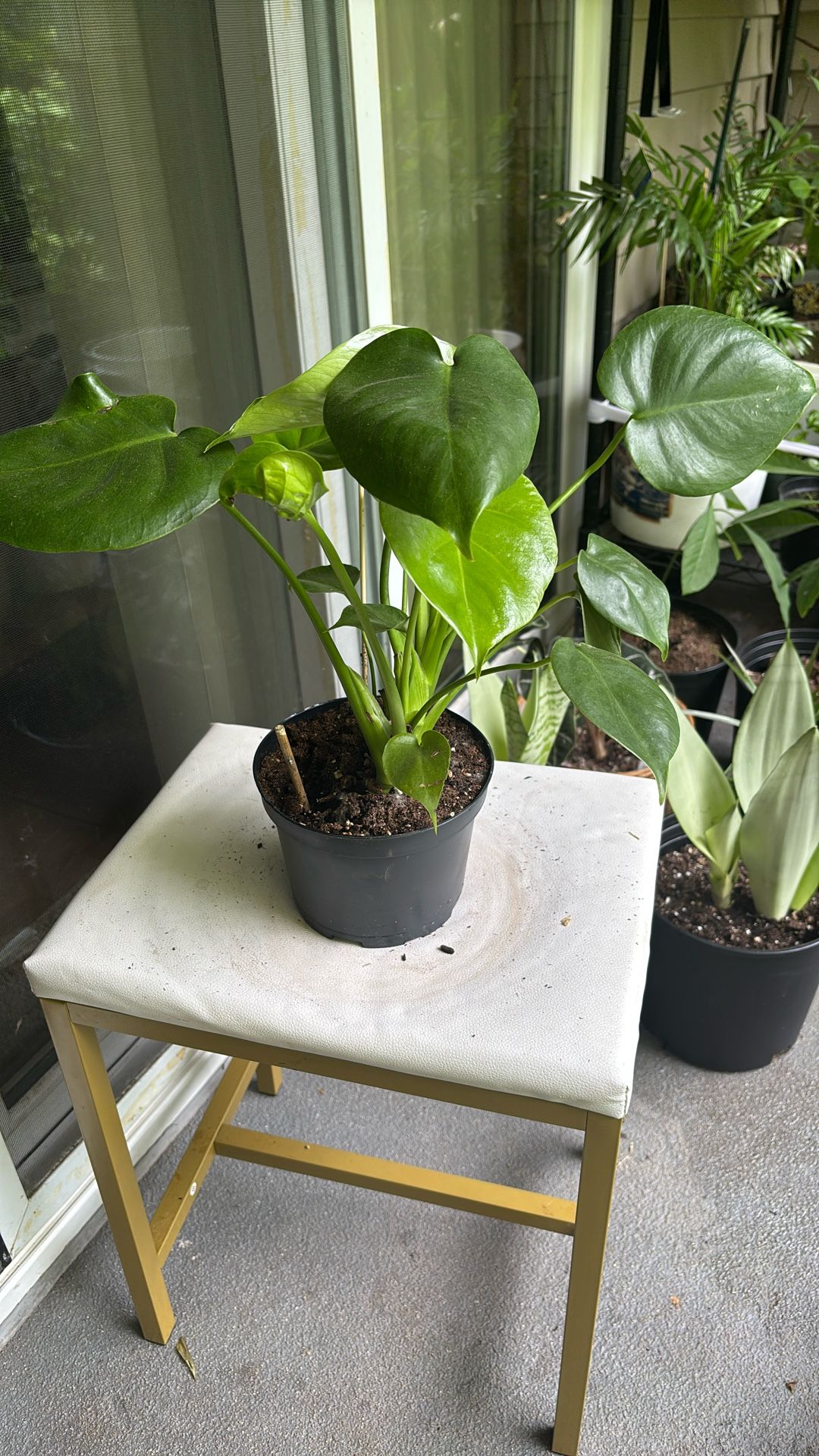 Indoor Plant