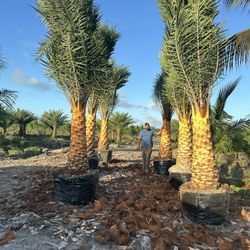 Sylvester Palm 4 Feet  Delivery Y install 